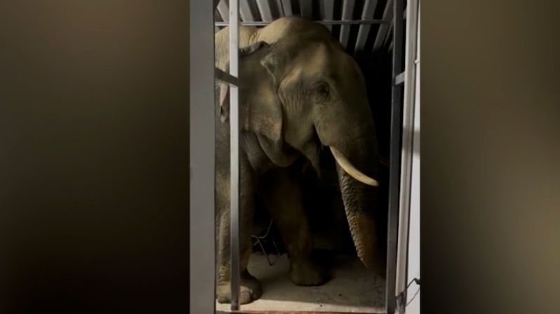 V Thajsku se do kuchyně proboural mlsný slon